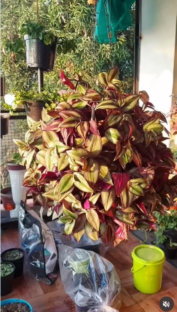 Make a Hanging Planter From a Plastic Container Make a Hanging Planter From a Plastic Container