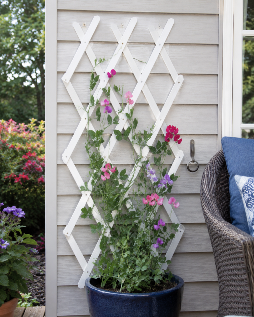 Build a Lightweight Trellis for a Climbing Container Plant Build a Lightweight Trellis for a Climbing Container Plant