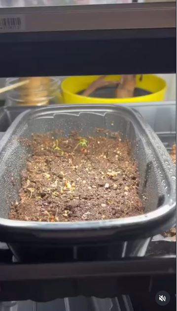 Make a Mini Greenhouse From a Lidded Fruit Container Make a Mini Greenhouse From a Lidded Fruit Container