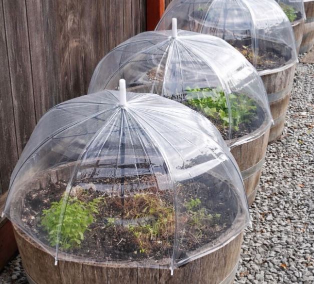 Reuse Clear Umbrellas as Protective Garden Cloches Reuse Clear Umbrellas as Protective Garden Cloches